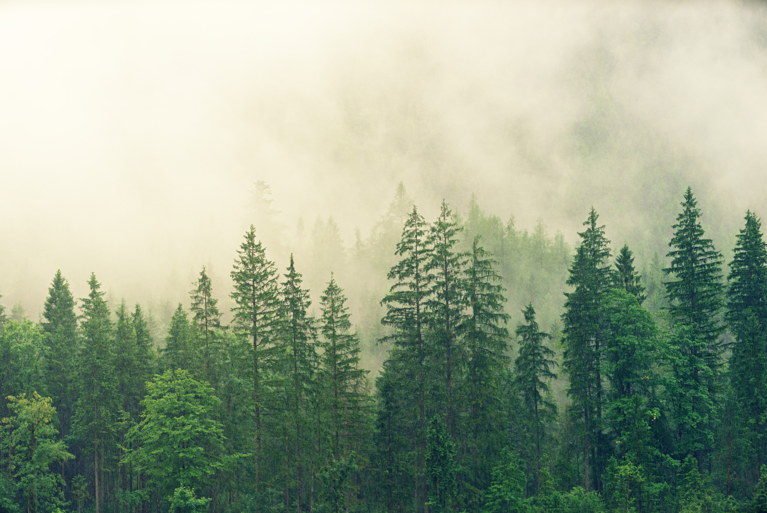 Forest of trees with misty atmosphere