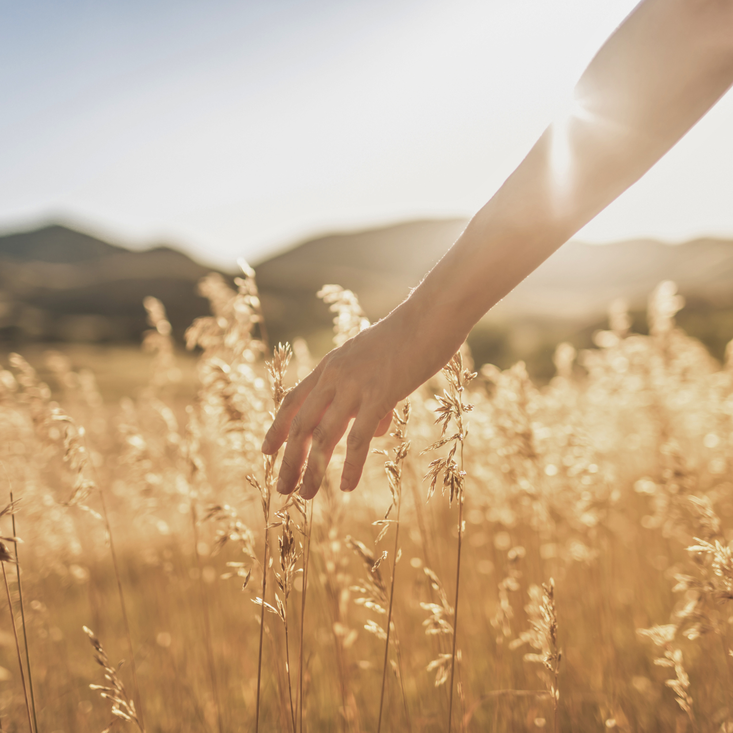 Hand touching tall grass in a field with mountains in the background